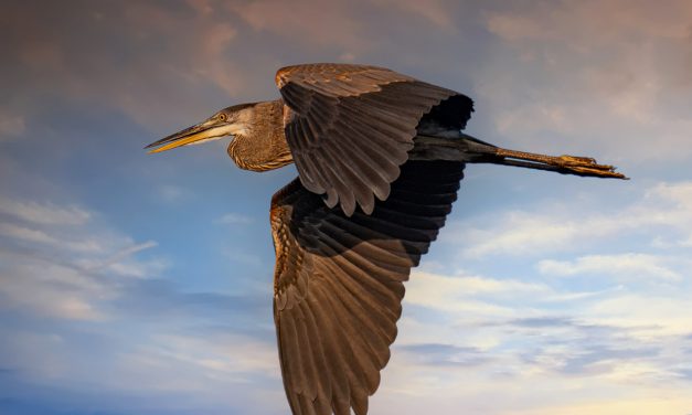 Great Blue Heron