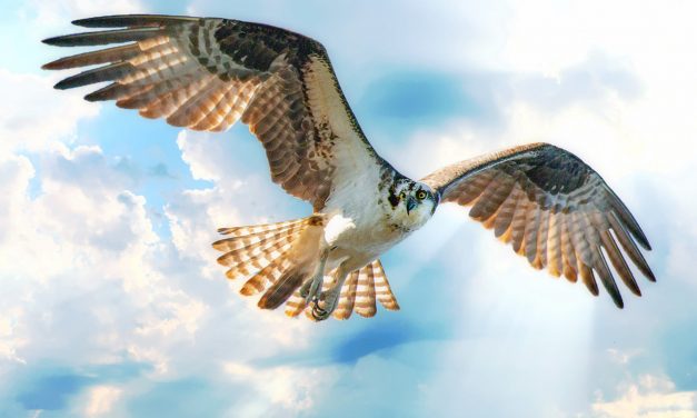 Osprey