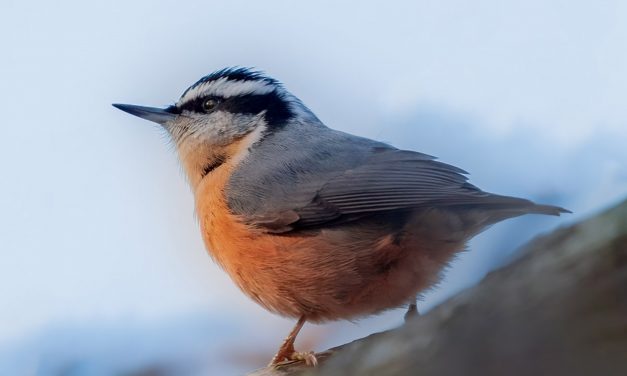 Red-breasted Nuthatch